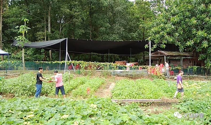 向往的生活——研发项目质量部和测试部深圳九龙山生态园野炊活动